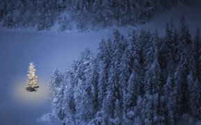 湖畔的一棵小圣诞树，奥地利魏森湖 