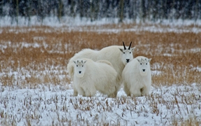 育空地区的落基山羊，加拿大 