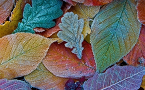Autumn leaves coated with frost ,秋天落叶