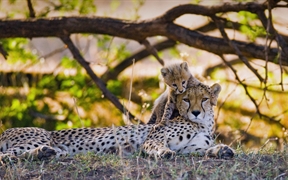 Mother cheetah and her cub in the Maasai Mara nature reserve, Kenya 