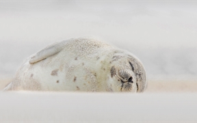 睡在海滩上的竖琴海豹，纽约长岛 