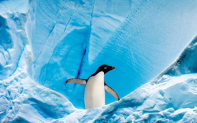 格雷厄姆海峡的阿德利企鹅，南极洲南极半岛 