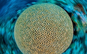 加勒比海的片脑纹珊瑚，开曼群岛 