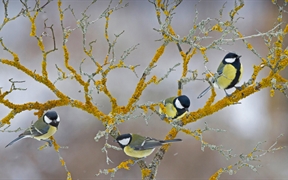 冬天树枝上的大山雀，法国 