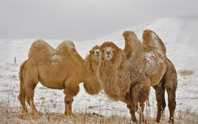 两只双峰骆驼 