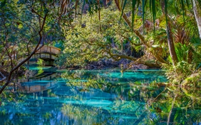 奥卡拉国家森林中的杜松泉，美国佛罗里达州 
