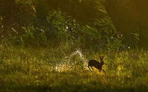 在湿地中跳跃的欧洲野兔，荷兰 