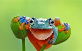 鲜艳多彩的爪哇树蛙，印度尼西亚 
