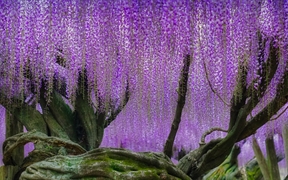 河内藤园里梦幻的紫藤花，日本北九州市 