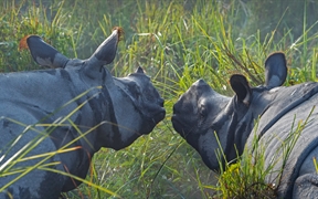 加济兰加国家公园里的两头印度犀，印度阿萨姆邦 