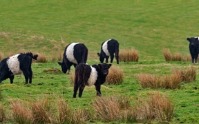 黑白相间的腰带盖洛韦牛，苏格兰 