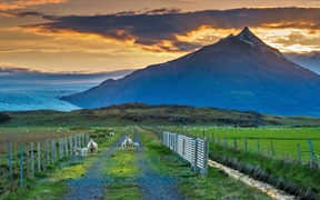 在公路上吃草的绵羊，冰岛 