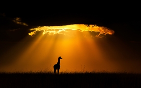 一只马赛长颈鹿，肯尼亚马赛马拉国家保护区 