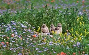 花丛中的小穴鸮们，美国科罗拉多州 