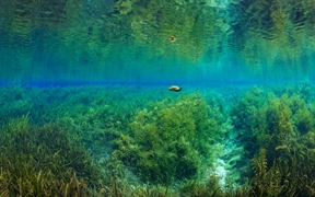 彩虹河里的佛罗里达红肚龟，彩虹泉州立公园，佛罗里达 