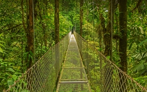 蒙特维德云雾森林中的吊桥，哥斯达黎加 
