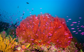 马罗沃泻湖中的珊瑚礁，所罗门群岛 