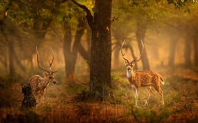 斑鹿，滕波尔国家公园，印度 