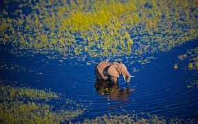 行走在奥卡万戈河中的大象，博茨瓦纳，非洲南部 