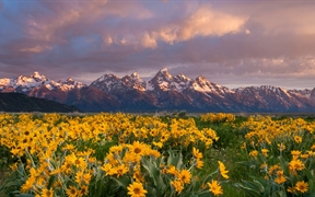 山下盛开的箭叶脂根菊，美国大提顿国家公园 