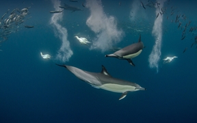 正在狩猎太平洋沙丁鱼的长吻真海豚和南非鲣鸟，南非东开普省 