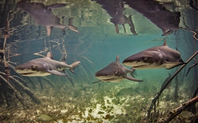 爱丽丝镇附近水域中的柠檬鲨宝宝，巴哈马比米尼岛 