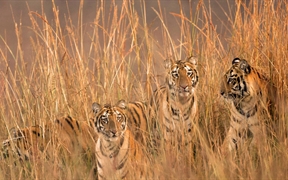 塔多巴老虎保护区里的老虎四姐妹，印度 