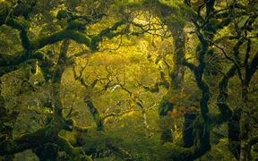 米尔福德峡湾附近的徒步雨林，新西兰 