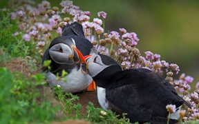 一对大西洋海雀在接吻，设得兰群岛，苏格兰 