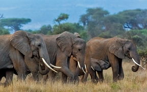 安博塞利国家公园里的非洲象群，肯尼亚 