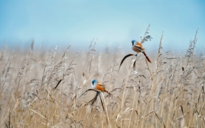 荷兰弗莱福兰湿地的文须雀 
