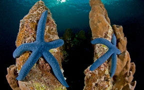 新爱尔兰岛上的蓝指海星，巴布亚新几内亚 