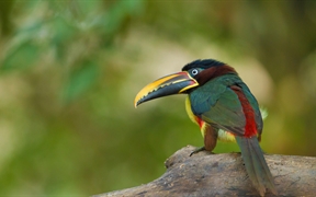 栗耳簇舌巨嘴鸟，巴西潘塔纳尔保护区里 