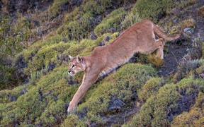 百内国家公园中的一头美洲狮，智利巴塔哥尼亚 