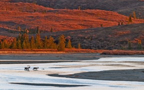 两头穿越苏西特纳河的驯鹿，美国阿拉斯加 