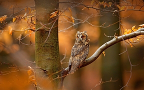 捷克共和国波希米亚-摩拉维亚高地的长耳鸮 