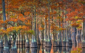 秋季的落羽杉，美国佐治亚州 