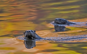 北美水獭在阿卡迪亚国家公园游泳，美国