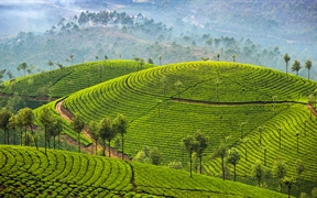 慕纳尔的茶园，印度喀拉拉邦 