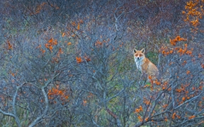 阿姆斯特丹供水沙丘自然保护区的赤狐，荷兰 
