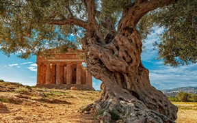 意大利西西里岛康科迪亚神庙前的一棵橄榄树 