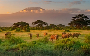 乞力马扎罗山和非洲水牛，肯尼亚 