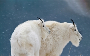 冰川国家公园的山羊，美国蒙大拿州 