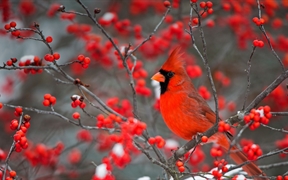 栖息在北美冬青上的北美红雀，美国伊利诺伊州 