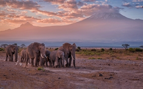 乞力马扎罗山附近的大象，安波塞利国家公园，肯尼亚 