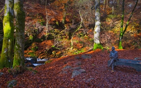 位于阿伯费尔迪桦树林中的罗伯特·彭斯雕像, 苏格兰 