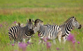 南非自然保护区的斑马 