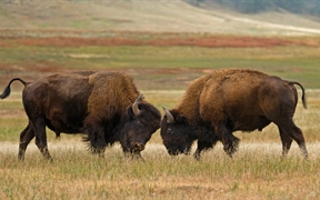 南达科他州风洞国家公园的水牛 