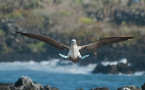 一对蓝脚鲣鸟，加拉帕戈斯群岛，厄瓜多尔 