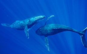 毛伊岛附近的座头鲸，美国夏威夷 